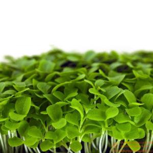 Endives de Bruxelles