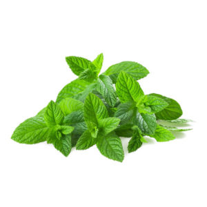 Menthe coréenne