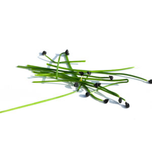 Ail