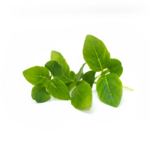 Basilic Grec