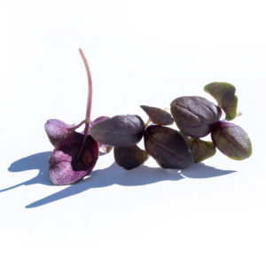 Basilic pourpre