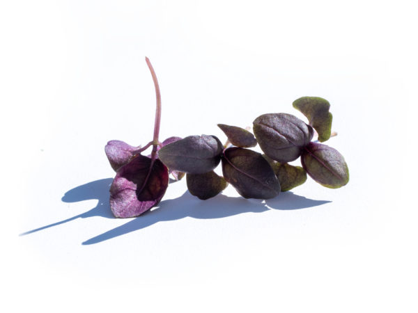 Basilic pourpre