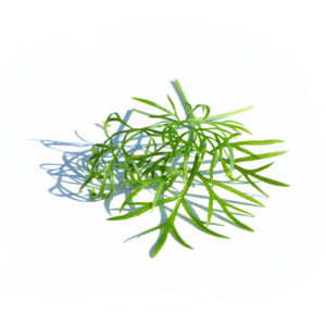 Fenouil