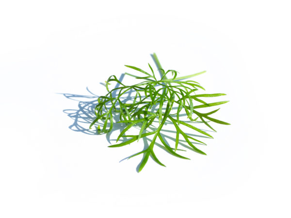 Fenouil