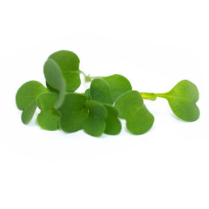 Roquette