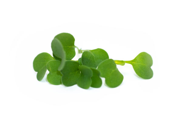 Roquette